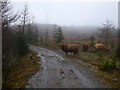 Highland cows, on Cow Hill in PH33 6PF