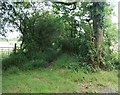 Bridleway leading to Horn Park and beyond in DT8 3HB
