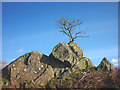Tree on a rock in LA23 3NN