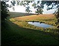 Pond on the edge of woodland in DT2 9EE