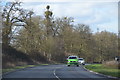 Trees with mistletoe on the A44 in WR11 4TB
