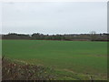 Young crop field  off Stanton Lane in LE9 3EE
