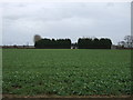 Crop field, Yennards Farm in LE9 7TY
