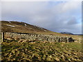 Restored sheep stell above Patieshill in EH26 9NF