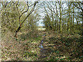 Footpath through Conduit Wood in RM4 1AR