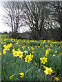 Daffodils and hedgerow at Tresooth Farm in TR10 9BJ