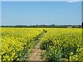 Footpath through a field of rape in CM77 6BY