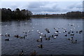 Wildfowl on Redesmere in SK11 9JU