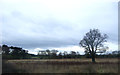 Grassland and tree near Shustoke Reservoir in B46 2BE