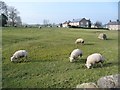 Sheep grazing in Bolton in CA16 6AR