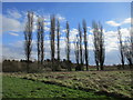 Poplar trees close to Lakeside Parkway in DN16 3FR