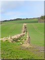 Field boundary on the slopes of Frankham Fell in Warden