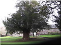 Yew in St Mary's churchyard, Llanfair DC in LL15 2EN