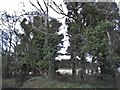 Trees by Hexton Road in Hexton