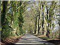 Avenue of beech trees in SP5 5LT