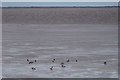 Shelducks (Tadorna tadorna) on the mudflats at Sammy's Point, Easington in HU12 0UA