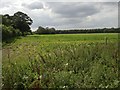West across sugar beet towards Langton Green Wood in NR21 7HB