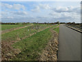 Grassland by the guided busway in CB24 1FE