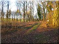 Track within Wych Hazel Copse in RG23 7EY