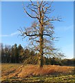 Distinct tree by Wych Hazel Copse in RG23 7EY