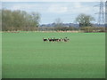 Herd Of Deer in CB10 2RX