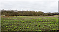 Field with leafy crop in YO8 8JF