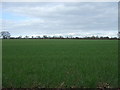 Crop field, Sow Fields in CV2 1PA