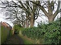 Trees along the footpath to Boldon Lane, Cleadon in SR6 7SA