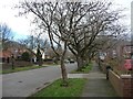 Trees along the east side of Gordon Drive in NE36 0SU