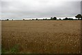 View across cornfield in MK43 7EH