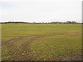 Arable field at Longhirst Colliery in Longhirst