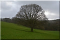 North Devon : Grassy Field & Tree in EX16 8PU