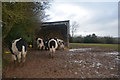 Witheridge : Grassy Field & Cattle in EX16 8AH