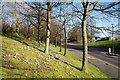 Bank with crocuses and trees in NE10 0SB