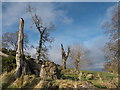Storm damaged trees above McFarquhar's Bed in IV11 8WW