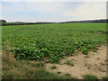 Sugar beet field, Edingthorpe Green in NR28 9ST