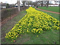 Daffodils in North Acton playing fields in W3 0LN