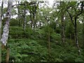 Woodland near Grotaig in IV63 6XH