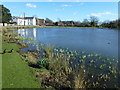 Pond in the Norfolk village of Boughton in PE33 9AE