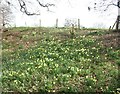 View of daffodils in Warley Place #2 in CM13 3JE