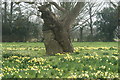 View of a tree in the middle of a field of daffodils in Warley Place in CM13 3JE