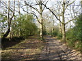 Path through the woods near Chelwood Vachery in TN22 3PJ