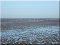 Low tide, Lydd-on-Sea in TN29 9NS