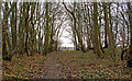 Footpath through small wood, near Nathan's Lane, Edney Common in CM1 3RE