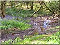 Bluebells and stream, Friars Grove, Colchester in CO4 0JH