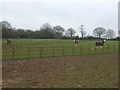 Grazing, Newhall Green in CV7 8DX