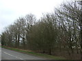 Woodland beside Meriden Road in CV7 8HS