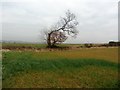Lone Stooped Tree near Clayton in S72 0BX