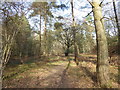 Woodland path at Chelwood Vachery in TN22 3PJ