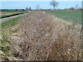 Reed filled dike, Wereham Row in Norfolk in PE33 9BA